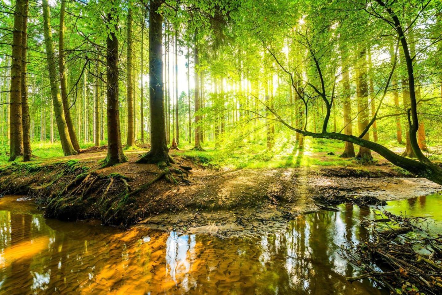 Veluwe Vakanties: Retreat With Private Sauna In National Park * Putten